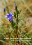 Is_goryczka wąskolistna_gentiana pneumonanthe